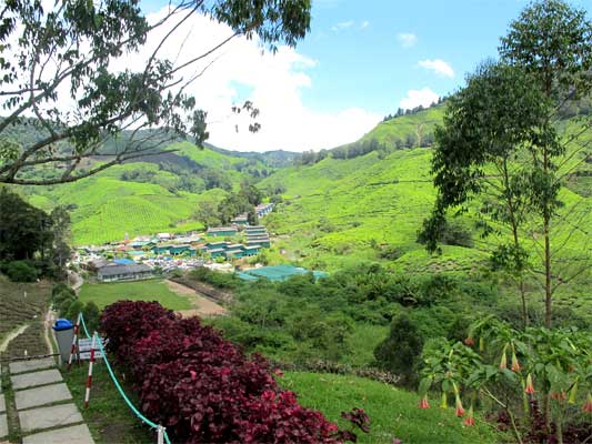 Tea Plantations in the Cameron Highlands, Malaysia